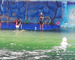 Дельфины купаться шоу поездка Таиланд фото Thai-Online 45