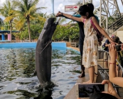 Дельфины купаться шоу поездка Seven Countries Паттайя Таиланд фото 68