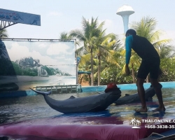 Дельфины купаться шоу поездка Seven Countries Паттайя Таиланд фото 141