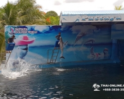 Дельфины купаться шоу поездка Seven Countries Паттайя Таиланд фото 138