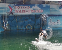 Дельфины купаться шоу поездка Seven Countries Паттайя Таиланд фото 157