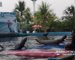 Дельфины купаться шоу поездка Seven Countries Паттайя Таиланд фото 124