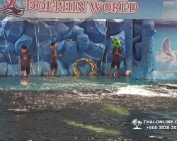 Дельфины купаться шоу поездка Seven Countries Паттайя Таиланд фото 82