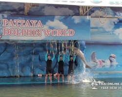Дельфины купаться шоу поездка Seven Countries Паттайя Таиланд фото 143
