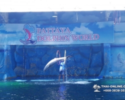 Дельфины купаться шоу поездка Seven Countries Паттайя Таиланд фото 191