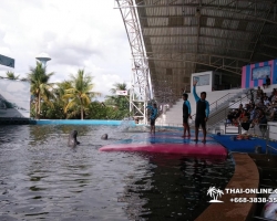 Дельфины купаться шоу поездка Seven Countries Паттайя Таиланд фото 97