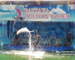 Дельфины купаться шоу поездка Таиланд фото Thai-Online 11