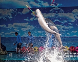 Дельфины купаться шоу поездка Таиланд фото Thai-Online 132