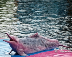 Дельфины купаться шоу поездка Таиланд фото Thai-Online 108