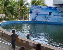Дельфины купаться шоу поездка Seven Countries Паттайя Таиланд фото 109