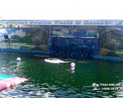 Дельфины купаться шоу поездка Seven Countries Паттайя Таиланд фото 155