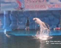 Дельфины купаться шоу поездка Seven Countries Паттайя Таиланд фото 209