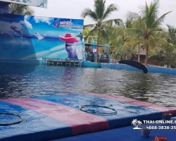 Дельфины купаться шоу поездка Seven Countries Паттайя Таиланд фото 59