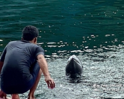 Дельфины купаться шоу поездка Таиланд фото Thai-Online 127