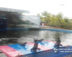 Дельфины купаться шоу поездка Seven Countries Паттайя Таиланд фото 195