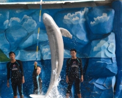 Дельфины купаться шоу поездка Seven Countries Паттайя Таиланд фото 91