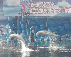 Дельфины купаться шоу поездка Seven Countries Паттайя Таиланд фото 115