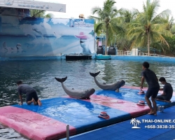 Дельфины купаться шоу поездка Seven Countries Паттайя Таиланд фото 51