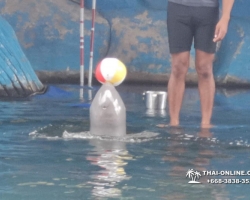 Дельфины купаться шоу поездка Seven Countries Паттайя Таиланд фото 214