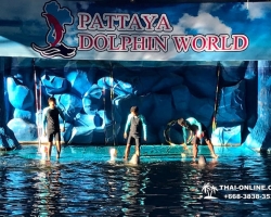 Дельфины купаться шоу поездка Таиланд фото Thai-Online 2