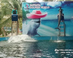 Дельфины купаться шоу поездка Таиланд фото Thai-Online 33