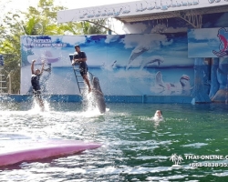 Дельфины купаться шоу поездка Таиланд фото Thai-Online 113