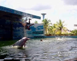 Дельфины купаться шоу поездка Seven Countries Паттайя Таиланд фото 150