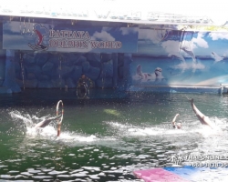 Дельфины купаться шоу поездка Seven Countries Паттайя Таиланд фото 154