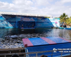 Дельфины купаться шоу поездка Seven Countries Паттайя Таиланд фото 60