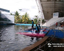 Дельфины купаться шоу поездка Seven Countries Паттайя Таиланд фото 107