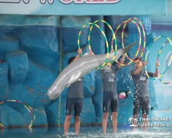 Дельфины купаться шоу поездка Seven Countries Паттайя Таиланд фото 121