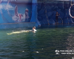 Дельфины купаться шоу поездка Seven Countries Паттайя Таиланд фото 164