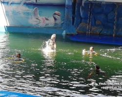 Дельфины купаться шоу поездка Таиланд фото Thai-Online 119