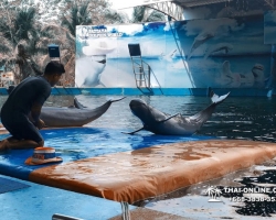 Дельфины купаться шоу поездка Таиланд фото Thai-Online 126