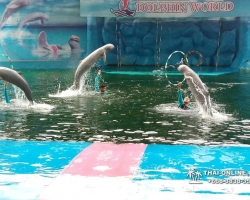Дельфины купаться шоу поездка Таиланд фото Thai-Online 34