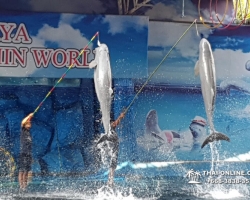 Дельфины купаться шоу поездка Seven Countries Паттайя Таиланд фото 53