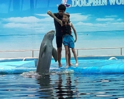 Дельфины купаться шоу поездка Seven Countries Паттайя Таиланд фото 61