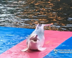 Дельфины купаться шоу поездка Seven Countries Паттайя Таиланд фото 69
