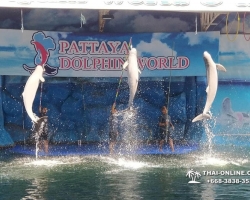 Дельфины купаться шоу поездка Таиланд фото Thai-Online 142