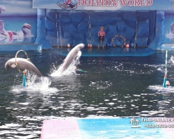 Дельфины купаться шоу поездка Seven Countries Паттайя Таиланд фото 63