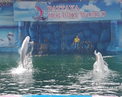 Дельфины купаться шоу поездка Таиланд фото 3