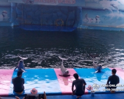 Дельфины купаться шоу поездка Seven Countries Паттайя Таиланд фото 151