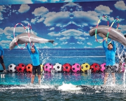 Дельфины купаться шоу поездка Таиланд фото Thai-Online 6