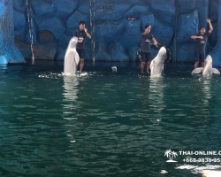 Дельфины купаться шоу поездка Seven Countries Паттайя Таиланд фото 144
