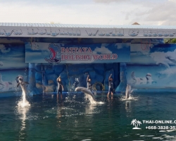Дельфины купаться шоу поездка Seven Countries Паттайя Таиланд фото 184