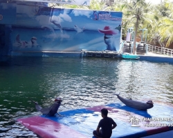 Дельфины купаться шоу поездка Таиланд фото Thai-Online 121