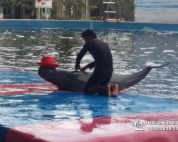 Дельфины купаться шоу поездка Seven Countries Паттайя Таиланд фото 160