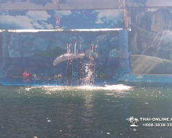 Дельфины купаться шоу поездка Seven Countries Паттайя Таиланд фото 216