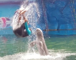 Дельфины купаться шоу поездка Seven Countries Паттайя Таиланд фото 98