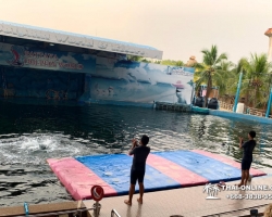 Дельфины купаться шоу поездка Seven Countries Паттайя Таиланд фото 64